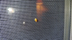 Agnocoris