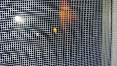 Agnocoris