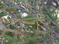 Plagiostira