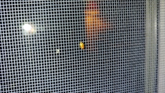 Agnocoris