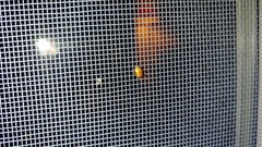 Agnocoris
