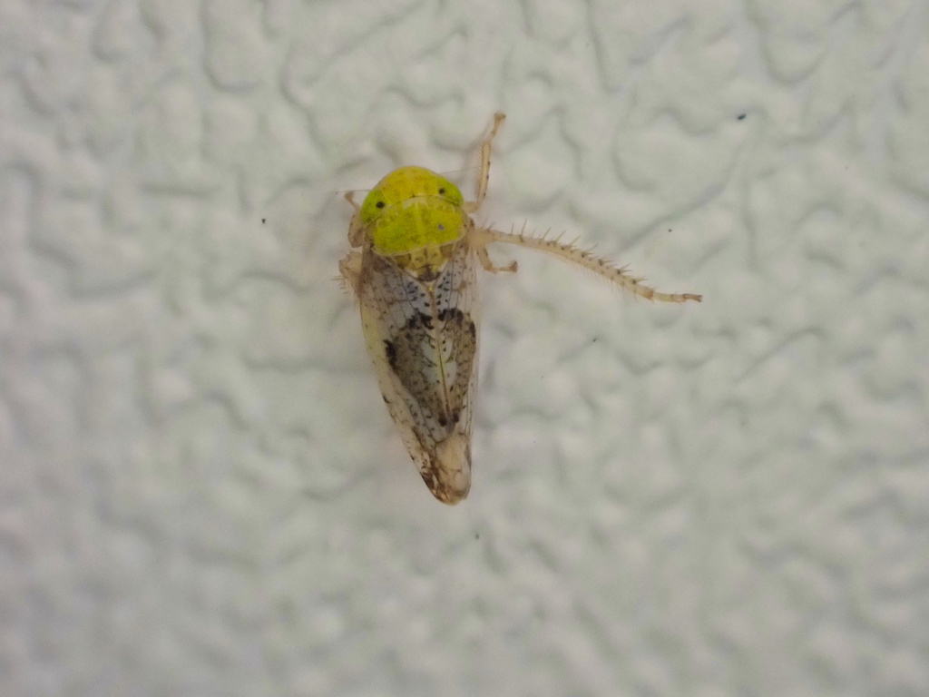 Hishimonus sellatus