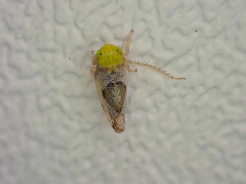 Hishimonus sellatus