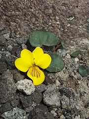 Viola crassa