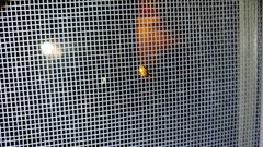 Agnocoris