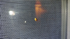 Agnocoris