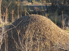Acromyrmex lobicornis