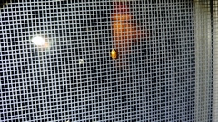 Agnocoris