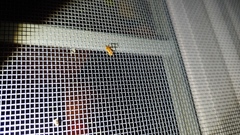 Agnocoris
