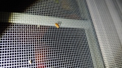 Agnocoris
