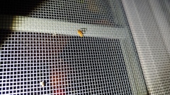 Agnocoris