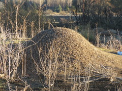 Acromyrmex lobicornis