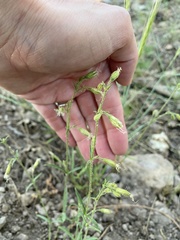 Silene lemmonii