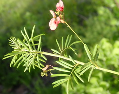 Indigofera verrucosa
