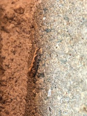 Ornativalva erubescens