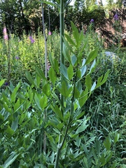 Levisticum officinale
