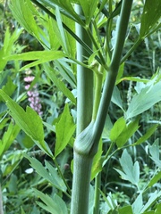 Levisticum officinale