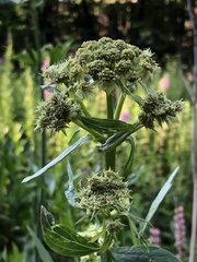 Levisticum officinale