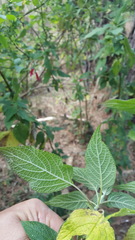 Salvia nervata