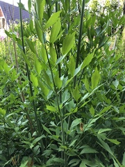 Levisticum officinale