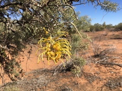 Hakea eyreana