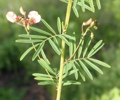 Indigofera verrucosa