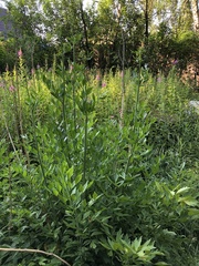 Levisticum officinale