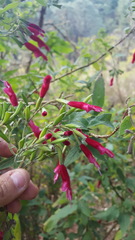 Salvia nervata