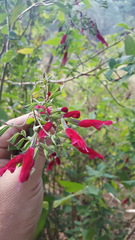 Salvia nervata