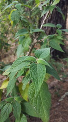 Salvia nervata