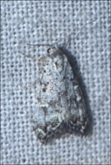 Nola semograpta