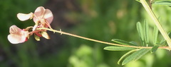 Indigofera verrucosa