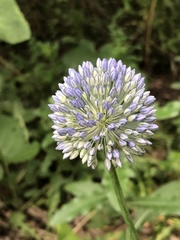 Allium caeruleum