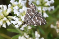 Evergestis alborivulalis