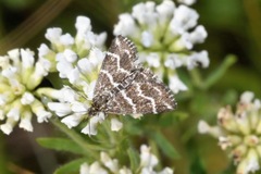 Evergestis alborivulalis