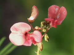 Indigofera verrucosa