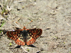 Euphydryas chalcedona sierra