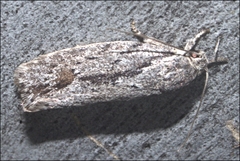 Agriophara leptosemela