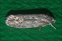 Agriophara leptosemela