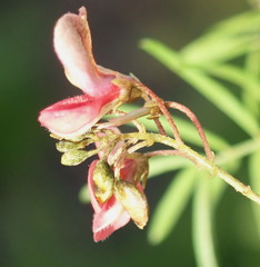 Indigofera verrucosa