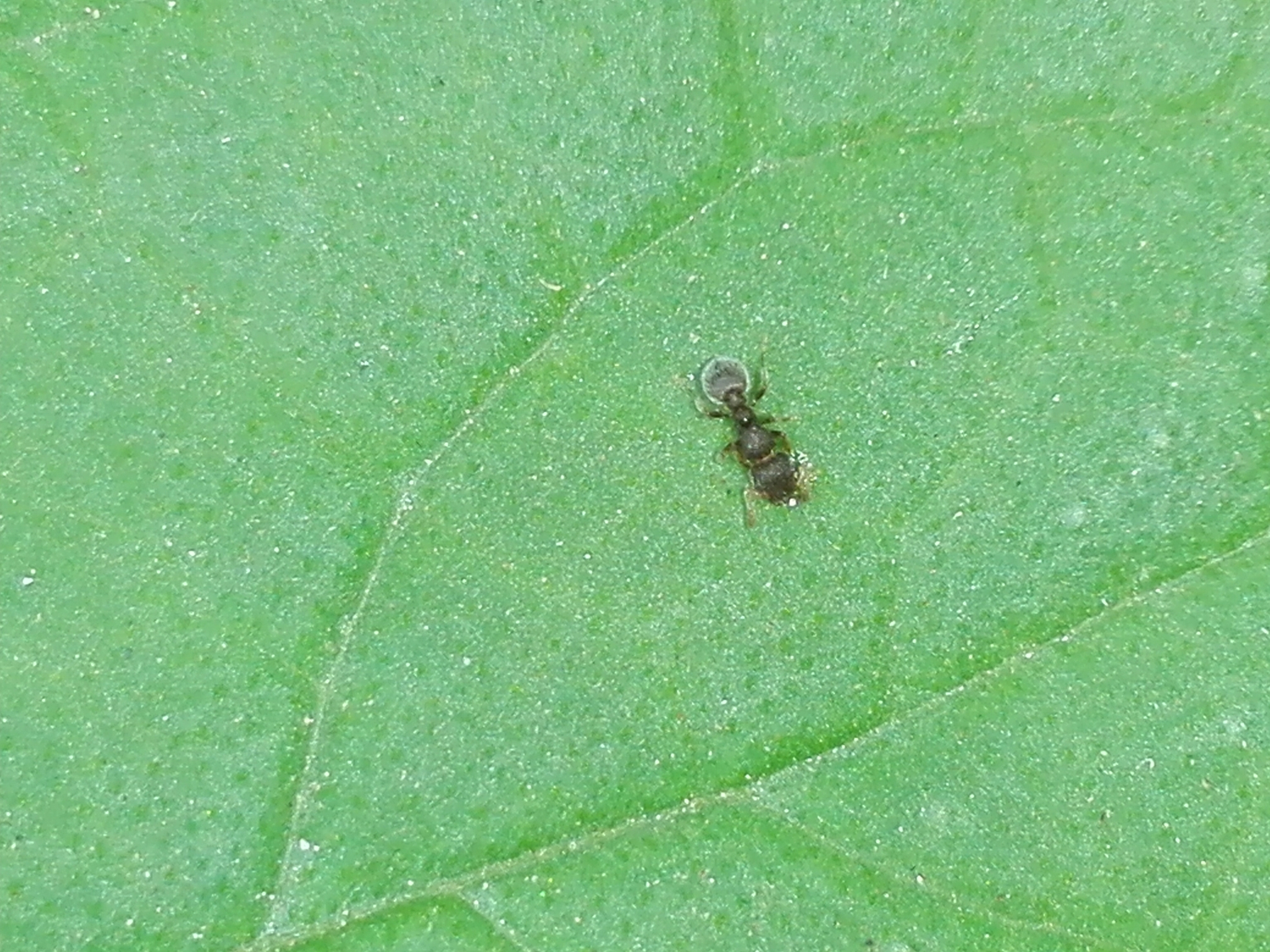 Tetramorium walshi