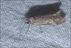 Philobota archepeda