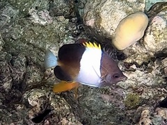 Hemitaurichthys zoster