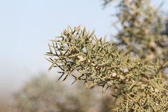 Hakea eyreana