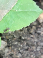 Tetramorium walshi