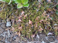 Bryanthus gmelinii
