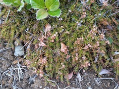 Bryanthus gmelinii