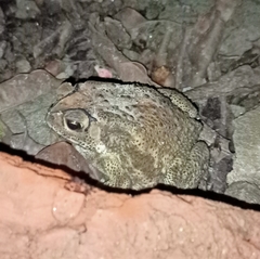 Duttaphrynus melanostictus