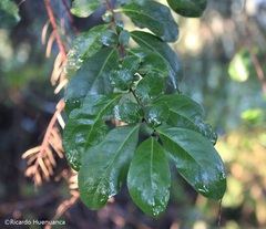 Azara integrifolia
