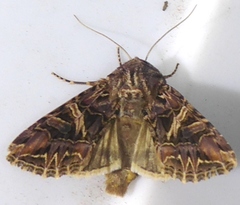 Anarta farnhami